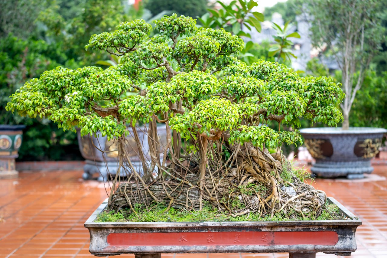 Photo of a Bonsai Tree