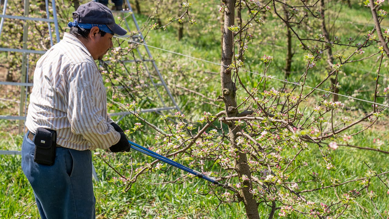 Man Cutting Tree Branches with a Looping Shear